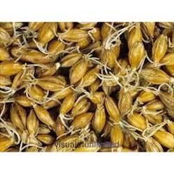 Manufacturers Exporters and Wholesale Suppliers of Malting Enzyme Bhiwandi Maharashtra